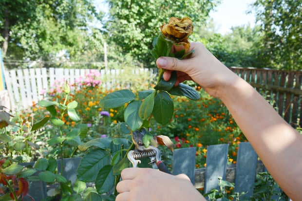 pruning rose