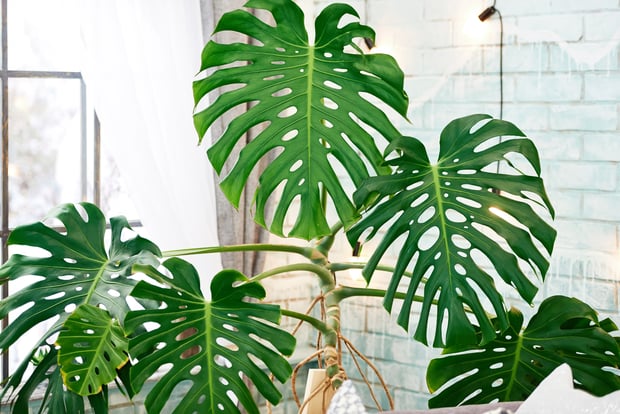 Philodendron indoor plant