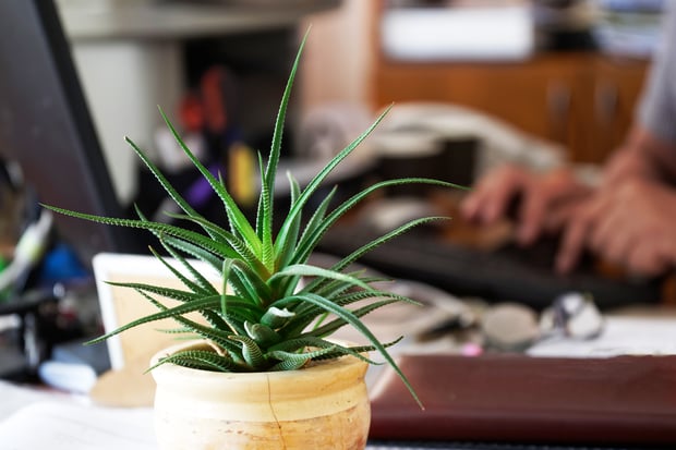 aloe vera in home office