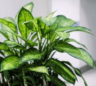 easy to grow tropical foliage plants