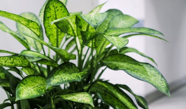 easy to grow tropical foliage plants