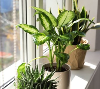 fast growing houseplants