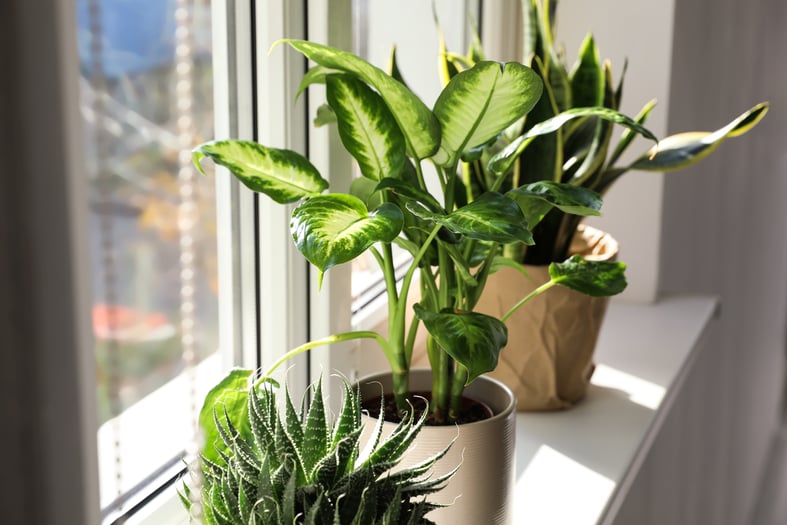 fast growing houseplants