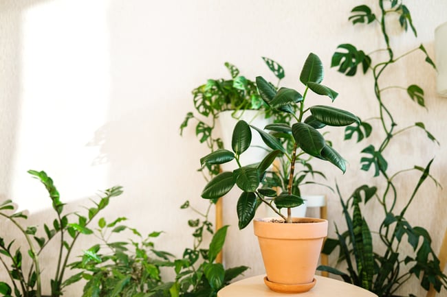 ficus elastica plant indoor