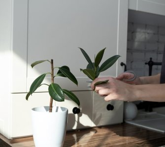 ficus growing from cutting