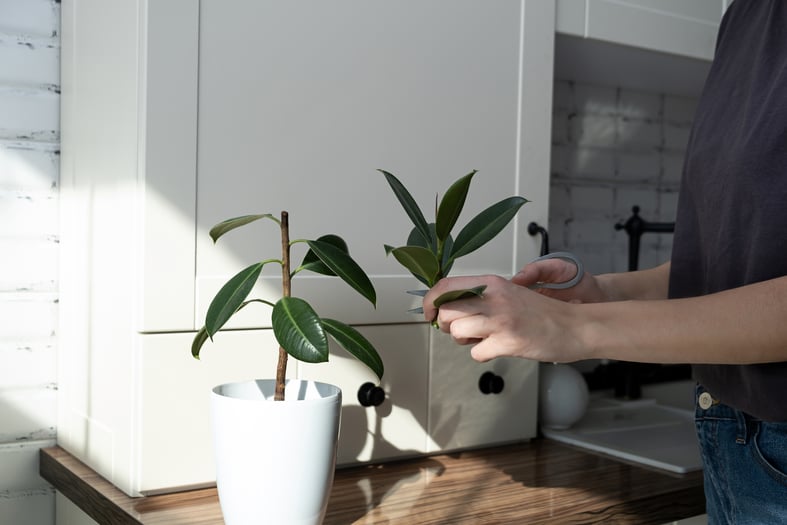 ficus growing from cutting