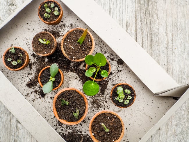 growing plants from stem cuttings