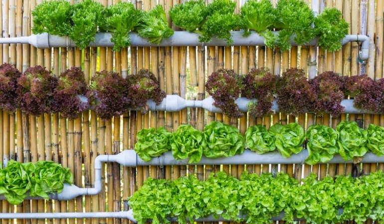 hydrophonic vertical growing system