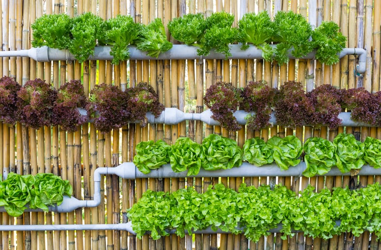 hydrophonic vertical growing system