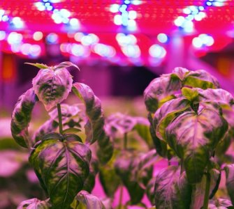 led growing lights for plants