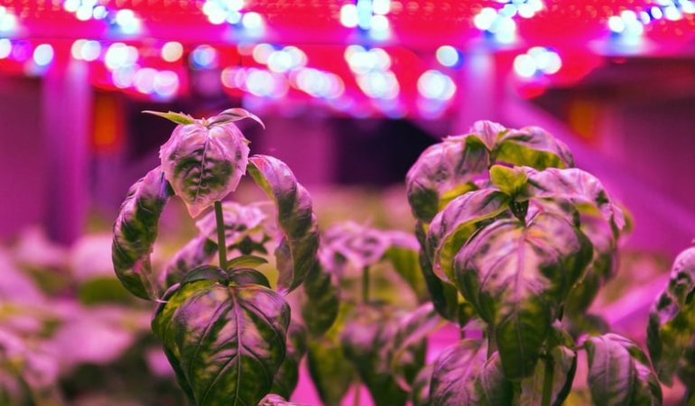 led growing lights for plants