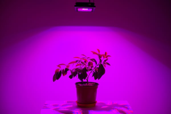 plant growing under led light