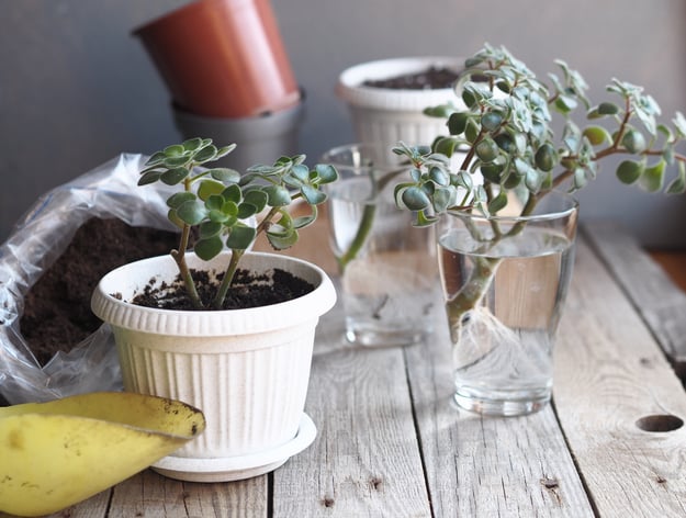 regrowing plant from cuttings