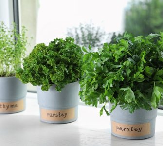 small herb garden indoors