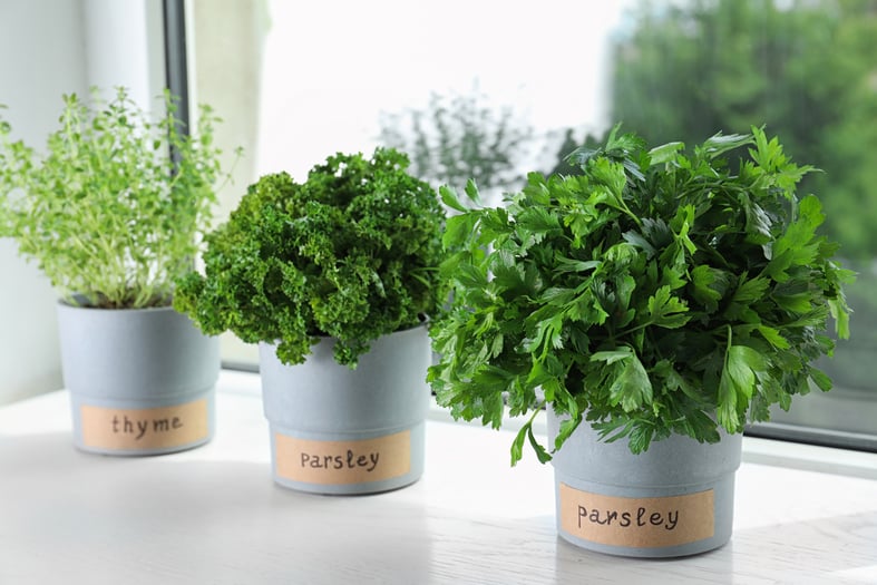 small herb garden indoors