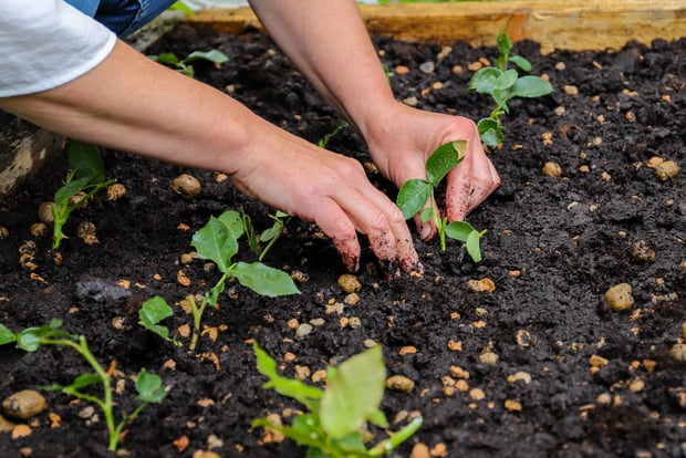 woman planting rose cuttings